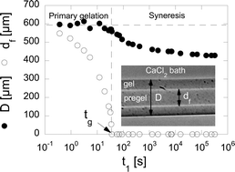 Graphical abstract: Syneresis of self-crowded calcium–alginate hydrogels as a self-driven athermal aging process