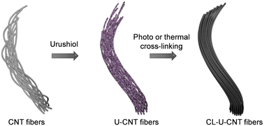 Graphical abstract: Simultaneous reinforcement of the electrical and mechanical properties of carbon nanotube fibers by using a natural cross-linkable thermosetting polymer