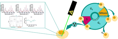 Graphical abstract: Understanding radiation response and cell cycle variation in brain tumour cells using Raman spectroscopy