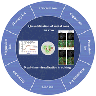 Graphical abstract: Genetically encoded protein sensors for metal ion detection in biological systems: a review and bibliometric analysis