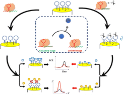 Graphical abstract: Label-free dual-mode sensing platform based on target-regulated CRISPR–Cas12a activity for ochratoxin A in Morinda officinalis