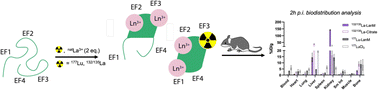 Graphical abstract: Radiolabeling and in vivo evaluation of lanmodulin with biomedically relevant lanthanide isotopes