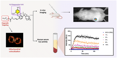 Graphical abstract: A mitochondria-targeted chemiluminescent probe for detection of hydrogen sulfide in cancer cells, human serum and in vivo