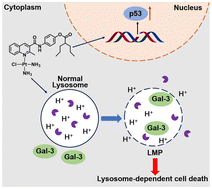 Graphical abstract: A monofunctional Pt(ii) complex combats triple negative breast cancer by triggering lysosome-dependent cell death