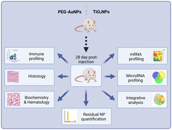 Graphical abstract: Gold and titania nanoparticles accumulated in the body induce late toxic effects and alterations in transcriptional and miRNA landscape