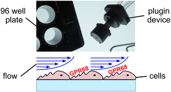 Graphical abstract: Quantitative mechanical stimulation of GPR68 using a novel 96 well flow plugin