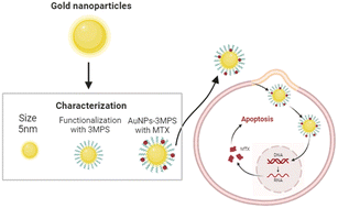 Graphical abstract: Hybrid AuNPs-3MPS-MTX nanosystem and its evaluation for treating cervical cancer and melanoma