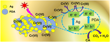 Graphical abstract: Mussel-inspired PDA/Ag nanocomposite catalyst for highly-efficient Cr(vi) removal via visible light-induced reduction and absorption