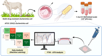 Graphical abstract: Multi-resistant diarrheagenic Escherichia coli identified by FTIR and machine learning: a feasible strategy to improve the group classification