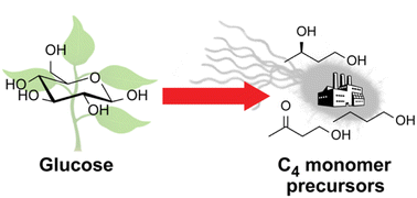 Graphical abstract: A cellular platform for production of C4 monomers