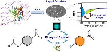 Graphical abstract: Deciphering the liquid–liquid phase separation induced modulation in the structure, dynamics, and enzymatic activity of an ordered protein β-lactoglobulin