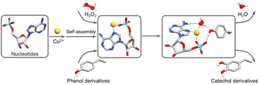 Graphical abstract: A nucleotide–copper(ii) complex possessing a monooxygenase-like catalytic function