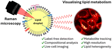 Graphical abstract: New insights into lipid and fatty acid metabolism from Raman spectroscopy