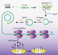 Graphical abstract: An electrochemical biosensor utilizing CRISPR/Cas12a amplification for the detection of E. coli