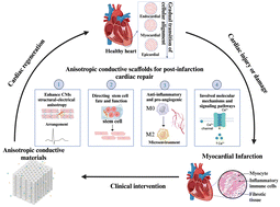 Graphical abstract: Anisotropic conductive scaffolds for post-infarction cardiac repair