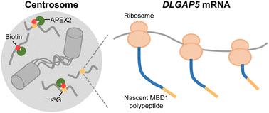 Graphical abstract: Enzyme-mediated proximity labeling reveals the co-translational targeting of DLGAP5 mRNA to the centrosome during mitosis