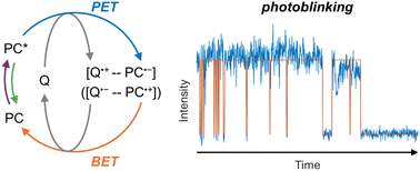 Graphical abstract: Visualizing back electron transfer in eosin Y photoredox catalysis