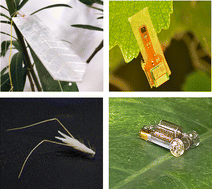 Graphical abstract: Harnessing chemistry for plant-like machines: from soft robotics to energy harvesting in the phytosphere