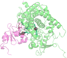 Graphical abstract: Tracking protein–protein interactions by NMR: conformational selection in human steroidogenic cytochrome P450 CYP17A1 induced by cytochrome b5