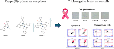Graphical abstract: Antiproliferative activity of a series of copper(ii) complexes derived from a furan-containing N-acylhydrazone: monomers, dimers, charge status, and cell mechanistic studies on triple negative breast cancer cells