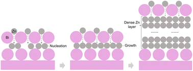 Graphical abstract: Sustainable interface regulation enabled by a bismuth solid-state surfactant effect for Zn-free anodes