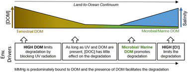 Graphical abstract: Environmental drivers of monomethylmercury photodegradation along the land-to-ocean aquatic continuum