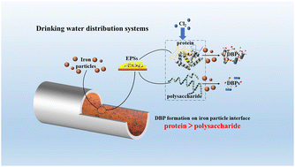 Graphical abstract: Effects of polysaccharides and proteins in EPSs on DBP formation during iron release