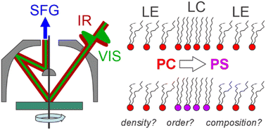 Graphical abstract: Using phase-resolved vibrational sum-frequency imaging to probe the impact of head-group functionality on hierarchical domain structure in lipid membranes
