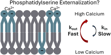 Graphical abstract: Phosphatidylserine affinity for and flip-flop dependence on Ca2+ and Mg2+ ions