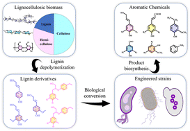 Graphical abstract: Tapping into the natural aromatic potential of microbial lignin valorization towards aromatic fine chemicals