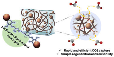 Graphical abstract: Monolithic, hybrid and particulate lignin-based hydrogels for sustainable CO2 capture