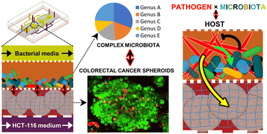 Graphical abstract: A microfluidic co-culture model for investigating colonocytes–microbiota interactions in colorectal cancer