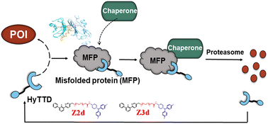 Graphical abstract: A novel hydrophobic tag leads to the efficient degradation of programmed death-ligand 1