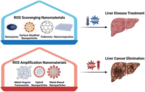 Graphical abstract: Leveraging the dual role of ROS in liver diseases with nanomaterials: clearing and amplifying for therapy