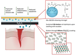 Graphical abstract: Ti3C2Tx MXene augments osmo-adaptive repression of the inflammatory stress response for improved wound repair