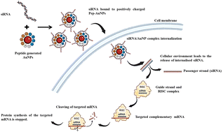 Graphical abstract: Peptide-derived gold nanoparticles as a promising delivery system for Src targeting siRNA in breast cancer cells
