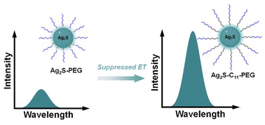 Graphical abstract: Revealing the energy transfer between NIR-II PEGylated quantum dots and water