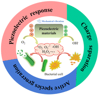 Graphical abstract: Piezoelectric catalysis for antibacterial applications