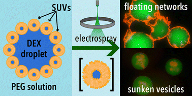 Graphical abstract: Towards electrospray-assisted production of lipid-based synthetic cell assemblies