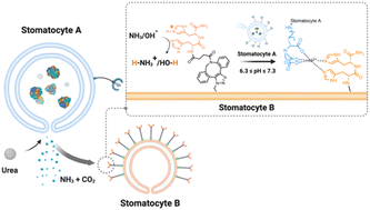 Graphical abstract: Enzymatically-induced dynamic assemblies from surface functional stomatocyte nanoreactors