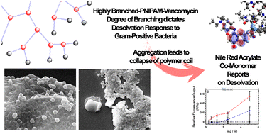 Graphical abstract: Photophysical, thermal and imaging studies on vancomycin functional branched poly(N-isopropyl acrylamide) of differing degrees of branching containing nile red for detection of Gram-positive bacteria