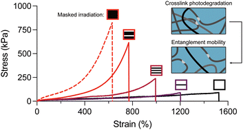 Graphical abstract: Photodegradable polyacrylamide tanglemers enable spatiotemporal control over chain lengthening in high-strength and low-hysteresis hydrogels