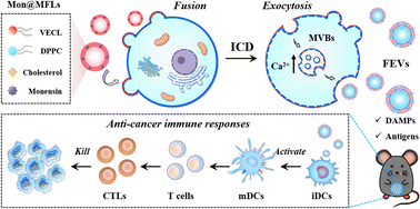 Graphical abstract: Membrane fusogenic liposomes facilitate the production of immunostimulatory extracellular vesicles for enhanced cancer therapy