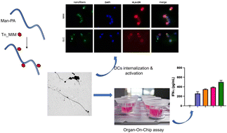 Graphical abstract: Mucin 1 antigen mimetic functionalized mannosylated peptide nanofibers for antigen uptake and immune modulation