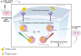 Graphical abstract: AntiCD44 antibody-conjugated gold nanoparticles for targeted photothermal therapy of endometriotic cells