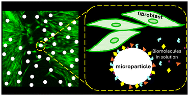Graphical abstract: Wound-healing biodegradable microparticles: an in vitro investigation