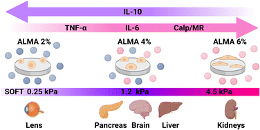 Graphical abstract: Soft tissue-mimicking hydrogel stiffness modulates polarisation of human monocyte-derived macrophages