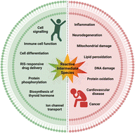 Graphical abstract: Navigating the dichotomy of reactive oxygen, nitrogen, and sulfur species: detection strategies and therapeutic interventions