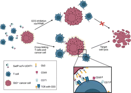 Graphical abstract: A novel SadP-scFv UCHT1 lectibody activates T cells and mediates lysis of Burkitt's lymphoma cells
