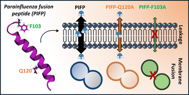 Graphical abstract: Unravelling the role of key amino acid residues of the parainfluenza fusion peptide in membrane fusion